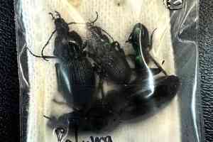 中國留學生偷運澳洲蜘蛛昆蟲出境 被罰款3.5萬澳元