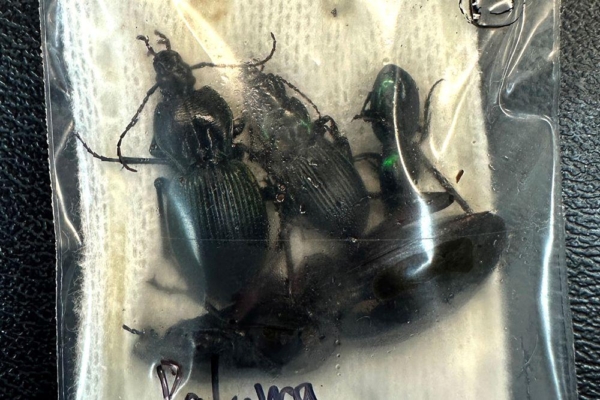 中國留學生偷運澳洲蜘蛛昆蟲出境 被罰款3.5萬澳元