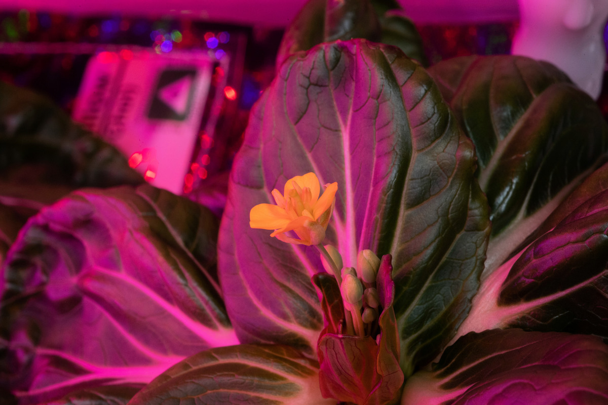 作為VEG-03K和VEG-03L實驗的一部份，「阿瑪拉」（Amara）芥菜和「特矮」（Extra Dwarf）小白菜生長了64天，是空間站上生長時間最長的綠葉植物。（NASA官網）