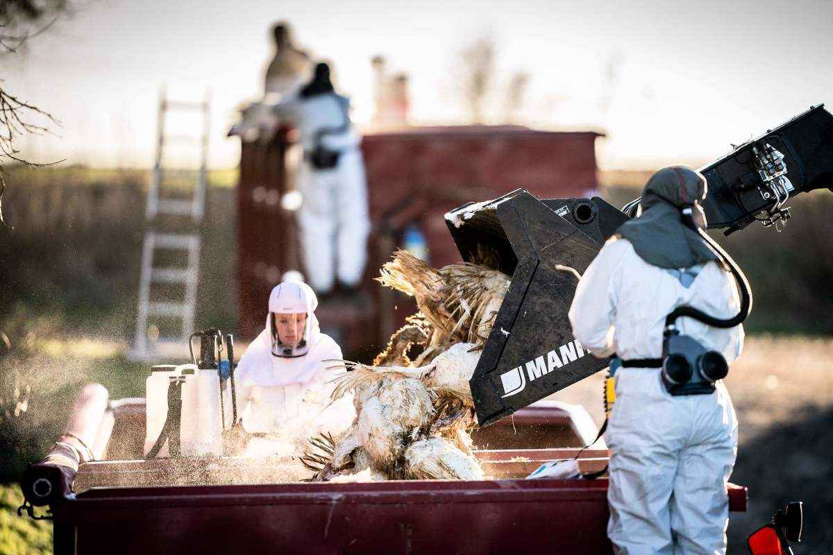 2022年1月6日，丹麥索勒市（Soro）附近，丹麥爆發高致病性H5N1禽流感，丹麥獸醫和食品管理局及丹麥緊急事務管理局的工作人員在路德維德比（Ruds Vedby）村附近的火雞養殖場處理數千隻火雞的屍體。（Mads Claus Rasmussen/Ritzau Scanpix/AFP via Getty Images）