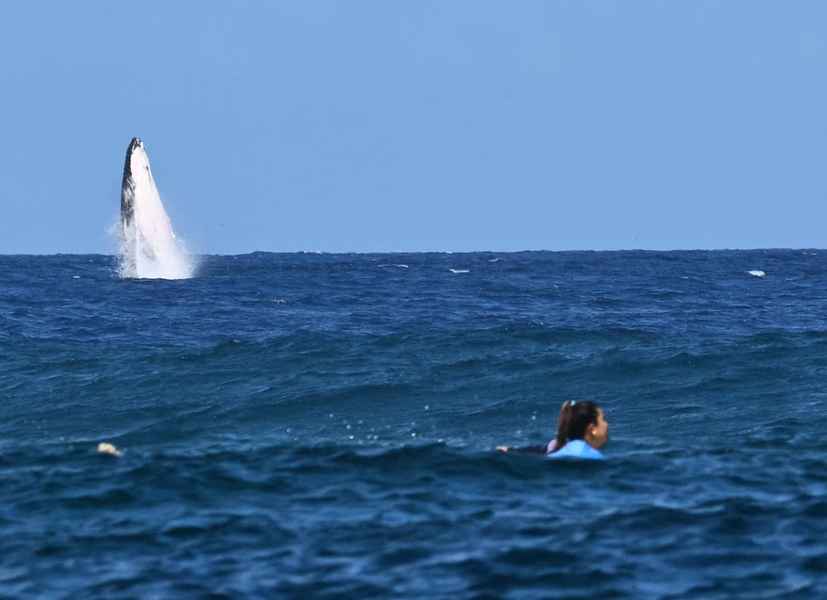 巴黎奧運｜衝浪比賽有「鯨喜」 鯨魚躍出海面搶鏡