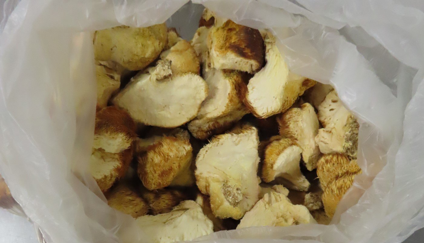 從中國大陸進口的猴頭菇再度檢出殘留農藥「撲滅寧」超標。（台食藥署提供）