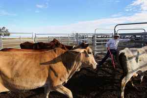 美國下一波關稅或波及澳洲牛羊肉出口