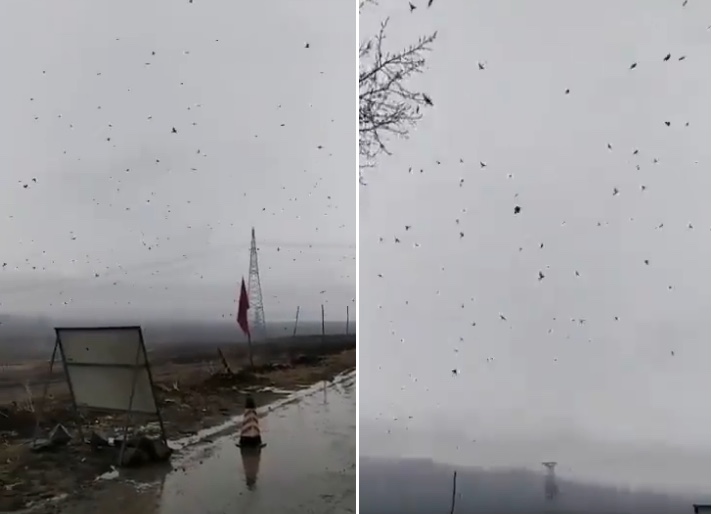 【現場影片】牡丹江慶豐村成群鳥兒飛過天空