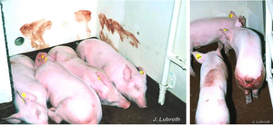 大陸養豬戶：豬瘟疫情嚴重 病豬恐已入市場