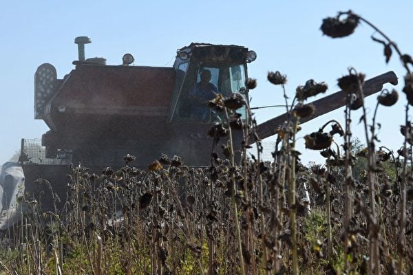 面對俄羅斯入侵，烏克蘭決定對主要農產品實行出口許可證制度。圖為2014年9月20日，在烏克蘭東部的頓涅茨克（Donetsk）郊區，一台聯合收割機在向日葵地裏工作。（PHILIPPE DESMAZES/AFP via Getty Images）