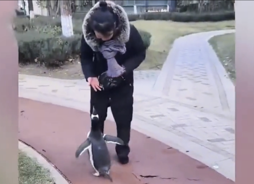 哈爾濱女子小區「遛企鵝」 衝上熱搜