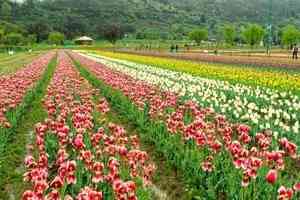 花開四月天 世界各地最美鬱金香節