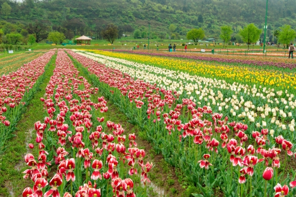 花開四月天 世界各地最美鬱金香節