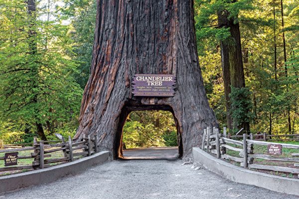 地球上最古老的生物之一「 巨杉」