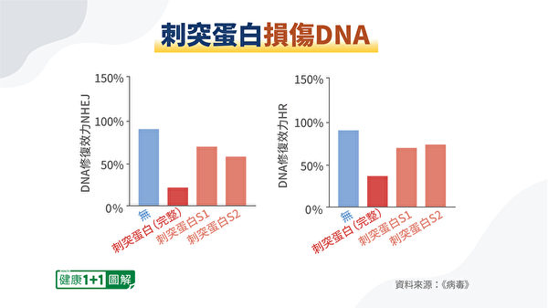新冠刺突蛋白損傷DNA。（健康1+1／大紀元）