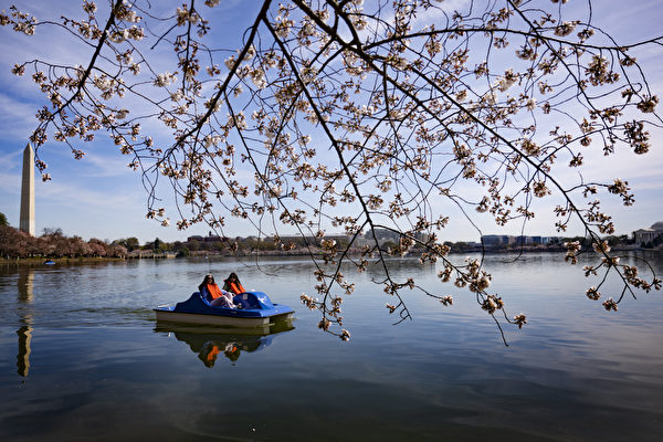2023年3月21日，美國華盛頓特區，民眾搭船觀賞潮汐湖（Tidal Basin）附近盛開的櫻花。（Jim Watson/AFP）