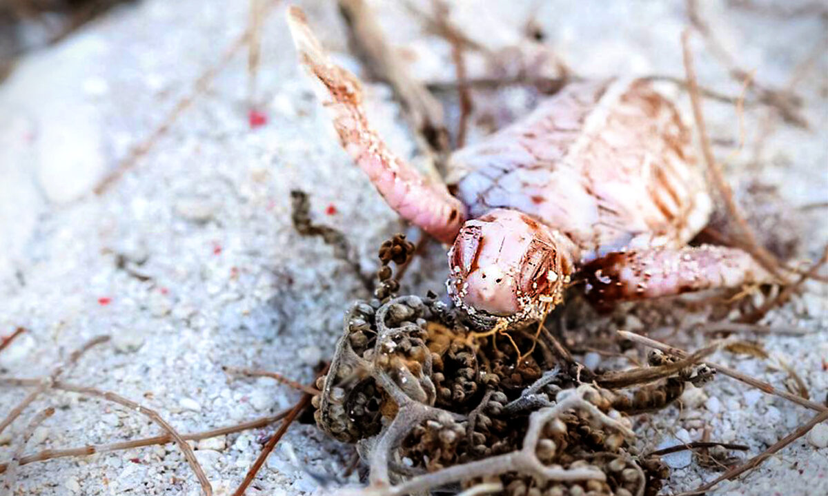 澳洲海灘近期發現一隻稀有的白化海龜幼崽，由於體表色素沉著不足，這隻海龜呈現罕見的粉紅色。（Jessica Buckman提供）