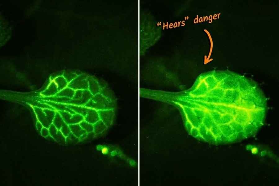 日本科學家首次看到植物受威脅時發出警告