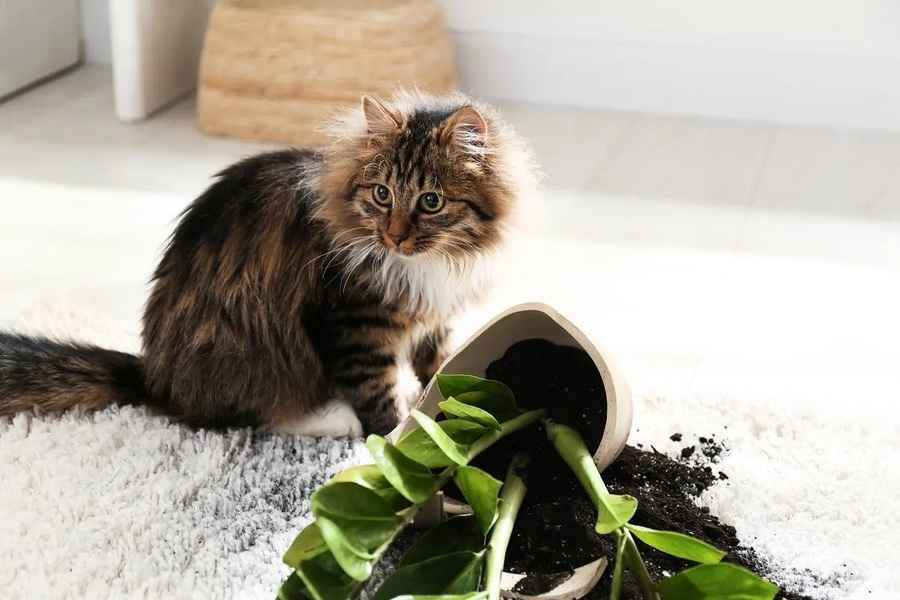 簡單幾招 讓家裏的貓咪與室內植物和平共處