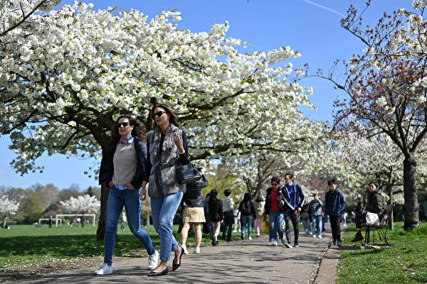 2023年4月9日，英國倫敦巴特西公園（Battersea Park），遊客觀賞盛開的櫻花。（Justin Tallis/AFP）
