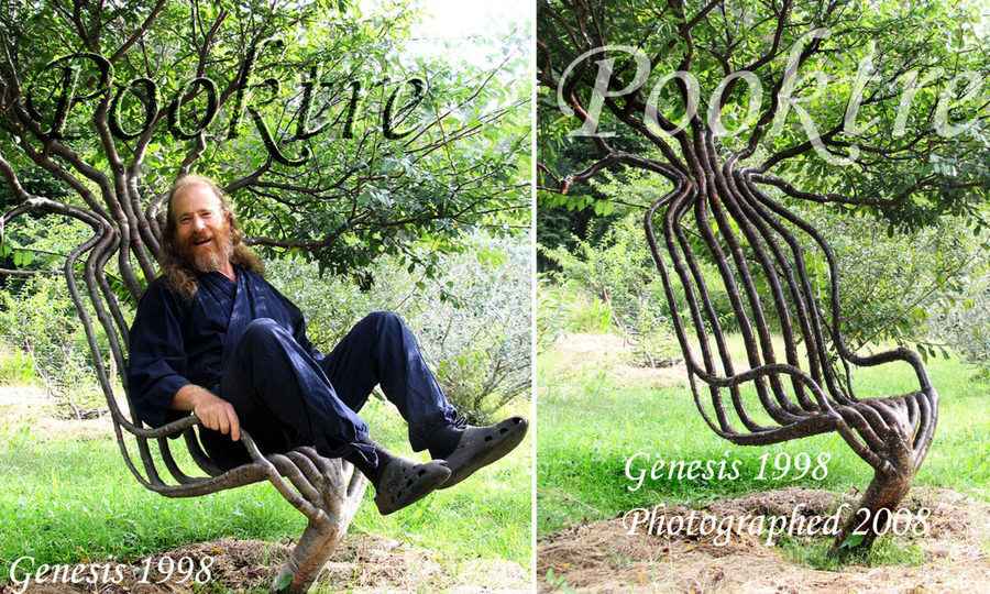 【圖輯】藝術家9年栽培一樹 使其長成「活椅」