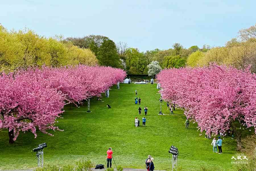 【紐約風情】一樹一世界 布魯克林植物園書寫百年歲月