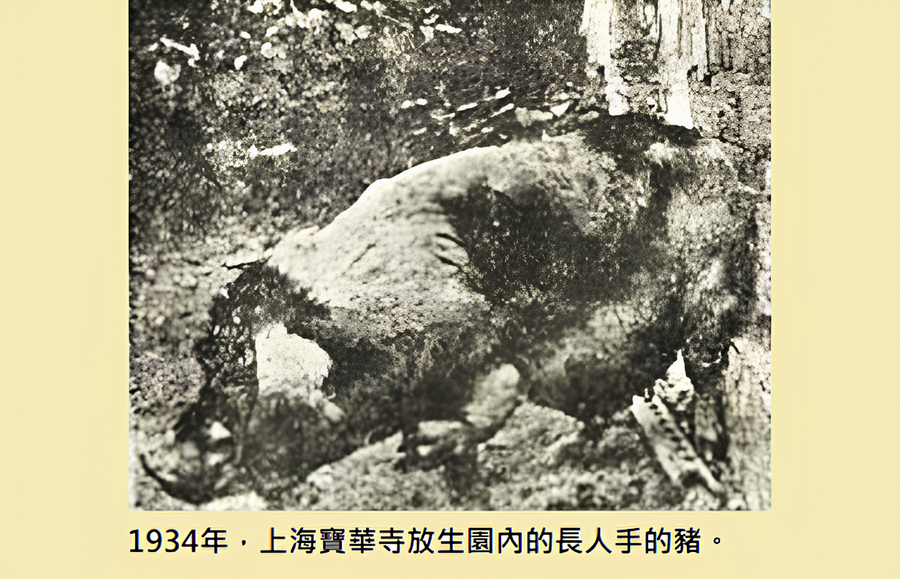 善惡有報 人畜輪迴鐵證百年前轟動社會