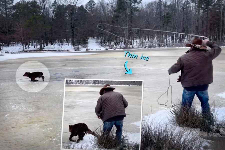 小牛受困薄冰面 阿肯色州牛仔用套索巧救援