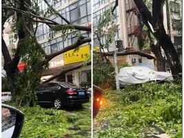 颱風來襲 三亞路樹倒伏 壓損汽車砸傷市民