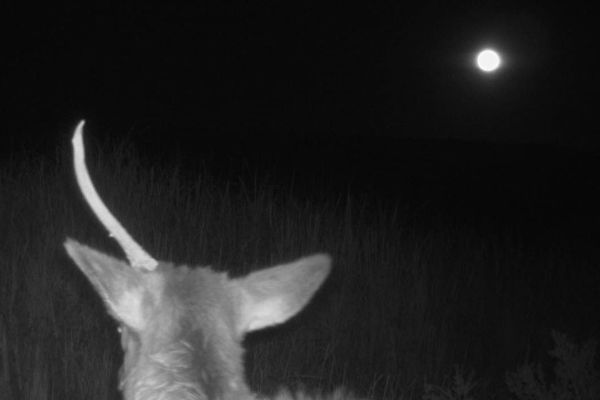 月圓之夜 美國國家公園驚現「獨角獸」