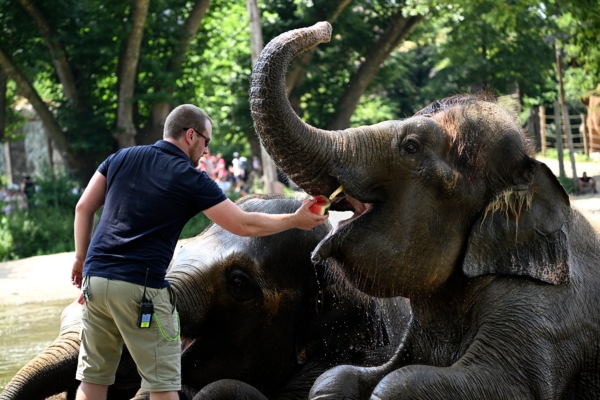 【圖輯】歐洲熱浪持續 動物園解暑有妙招