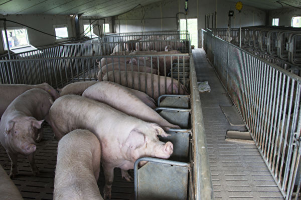 大陸受非洲豬瘟疫情的影響，生豬產能急速下降，今年豬價恐創歷史新高。（AFP）