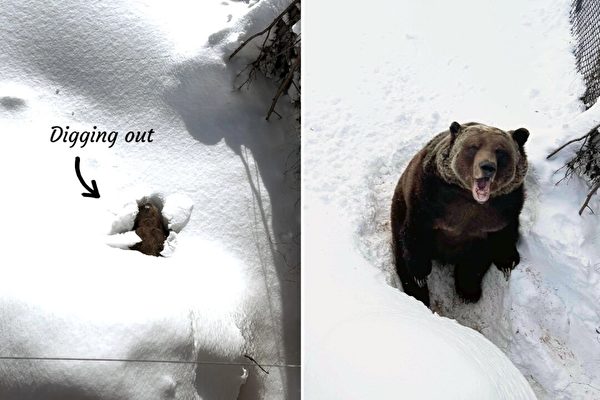 有趣影片捕捉到22歲灰熊從冬眠中甦醒