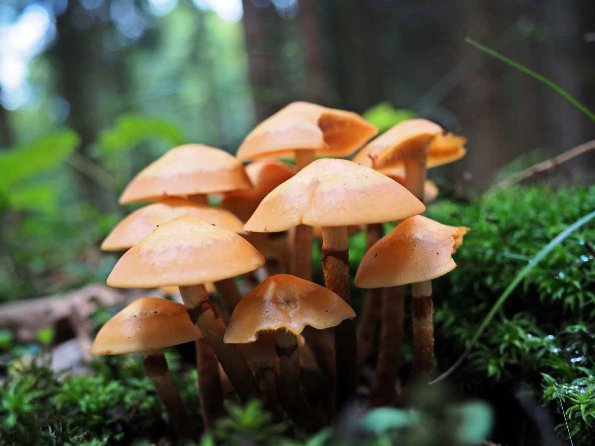 蘑菇示意圖。（Shutterstock）