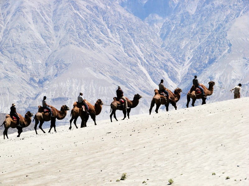 「增援」中印邊境 印軍派駱駝執行高海拔任務