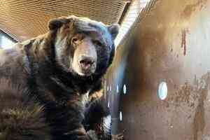 南加州男子迎不速之客:黑熊入住地下室