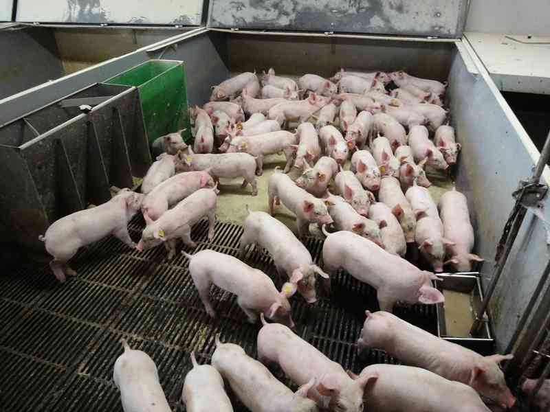 大陸豬價跌跌不休 養殖戶：養甚麼都賠錢