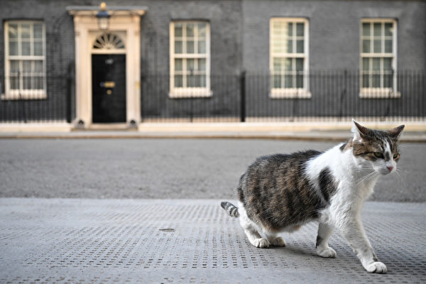  2022年7月5日，賴瑞在英國首相官邸前面的步道散步。（Leon Neal/Getty Images）