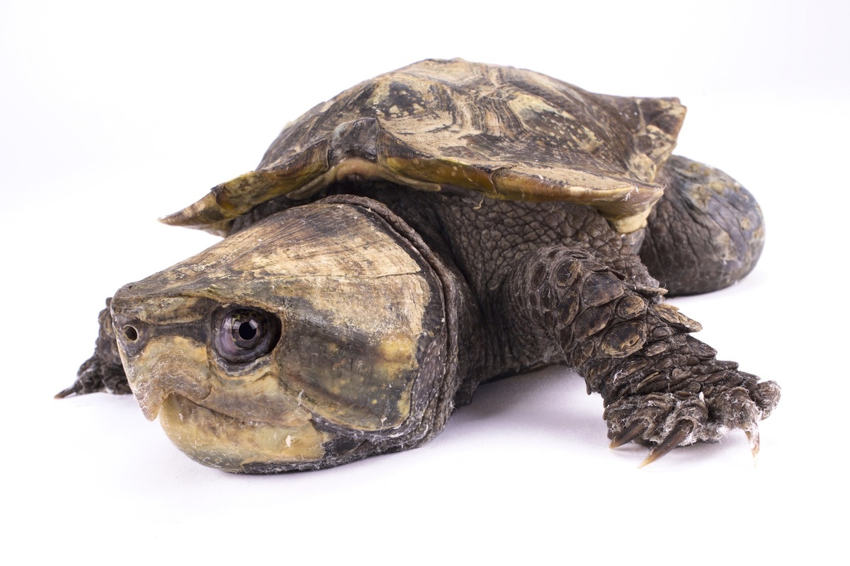 3隻大頭龜最近在英國倫敦動物園誕生。圖為一隻大頭龜，與本文無關。（Shutterstock）