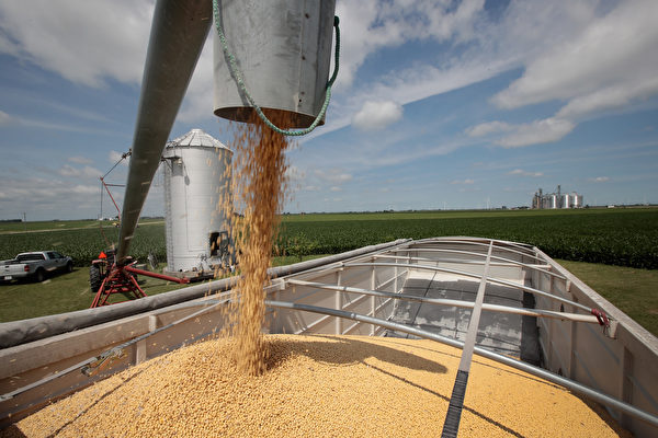 今年以來，大豆價格飆升了約30%，創下了歷史紀錄。（Scott Olson/Getty Images）