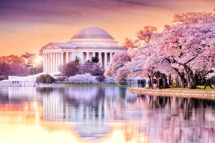 從華盛頓的櫻花季到武則天的催花令