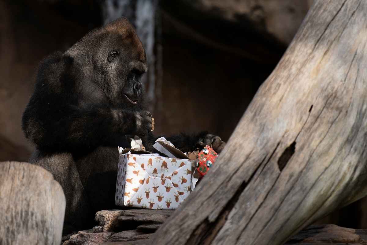 2024年12月21日,西班牙豐希羅拉生態動物園(Bioparc Fuengirola zoo)裏的大猩猩成功拆開禮物並開始享用。(Jorge Guerrero/AFP via Getty Images)