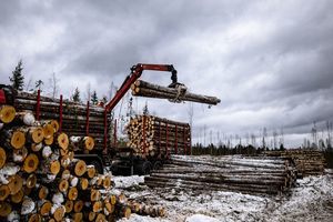 俄羅斯法院審理大規模木材走私 多名中國公民涉案