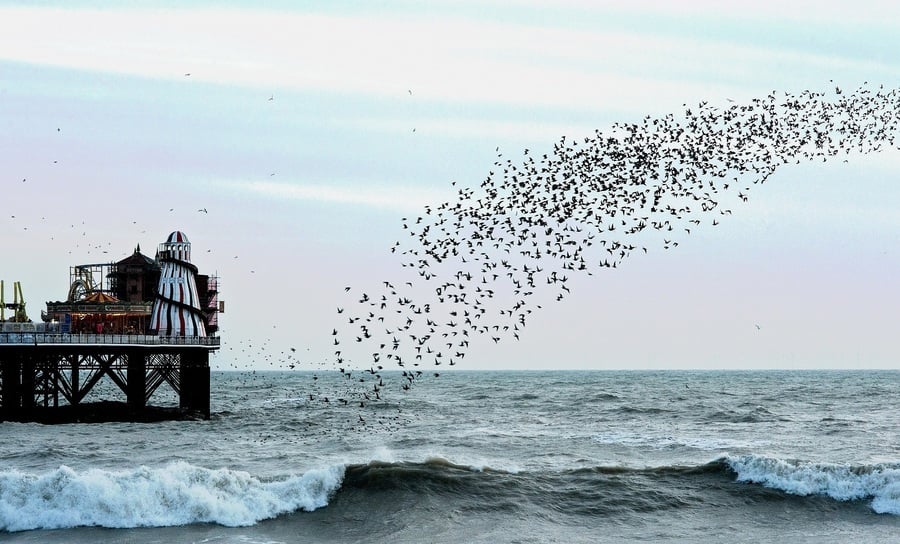 英女拍到成群椋鳥在海面上起舞 蔚為奇觀