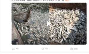 四川高溫停電 綿陽塘主數萬斤魚死亡