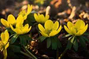 立中國新年氣要「養生」做這些事增長一年陽氣