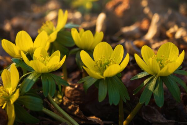 立中國新年氣要「養生」做這些事增長一年陽氣