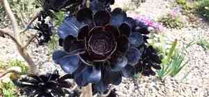 石蓮花品種千奇百種 從葉形顏色可分辨科屬