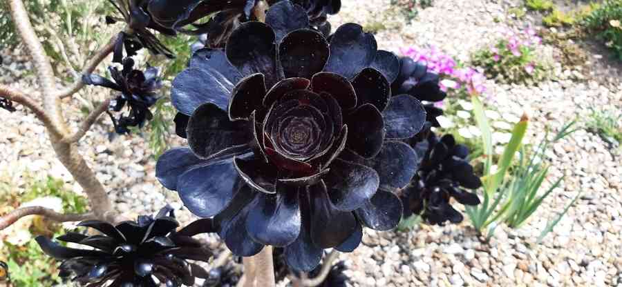 石蓮花品種千奇百種 從葉形顏色可分辨科屬