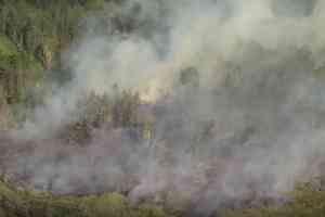 澳洲黃金海岸輕型飛機墜毀並引發山火 兩人當場遇難