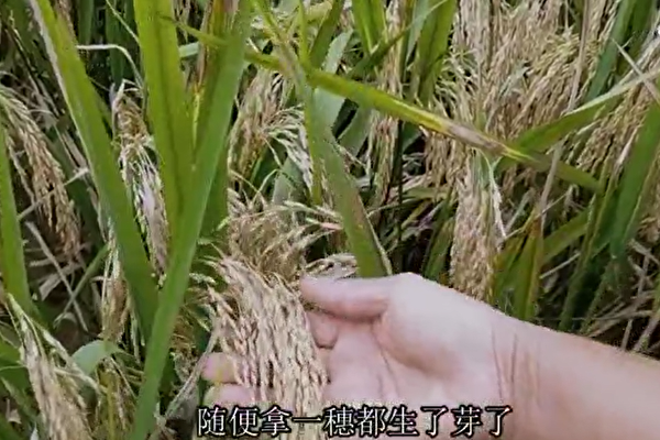陳思敏：中國糧食豐收增產背後的四大問題