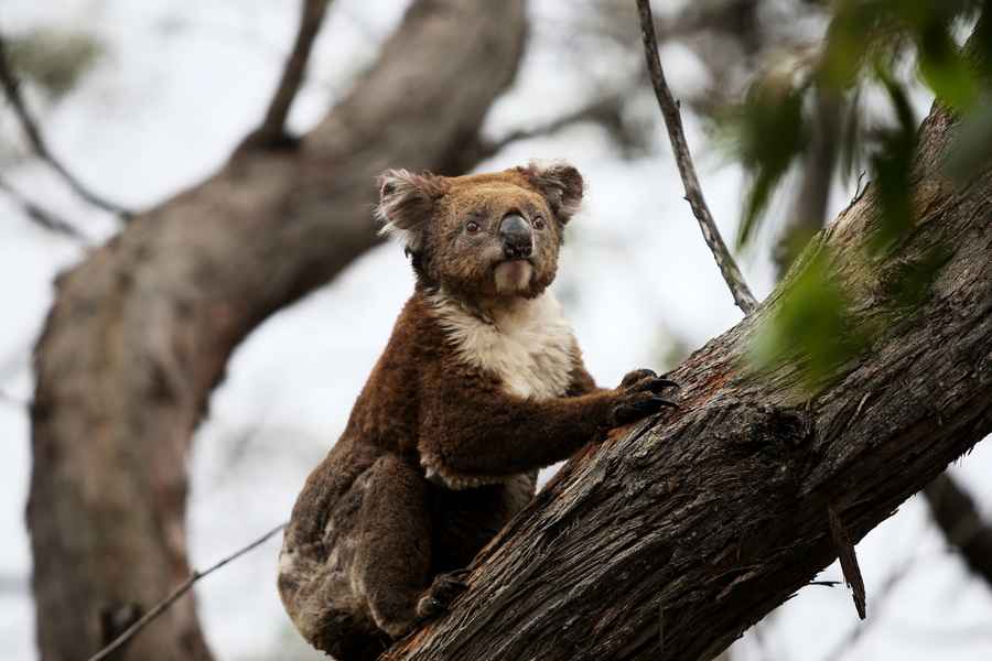 研究：澳洲藍山或將成為倖存 樹熊未來樂園