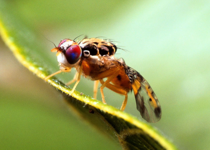 昆蟲偷聽植物「說話」？新研究揭驚人互動