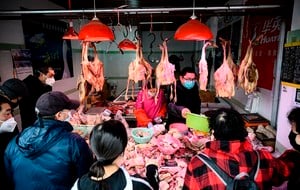 中共肺炎持續 中國大規模殺雞 進口美活禽